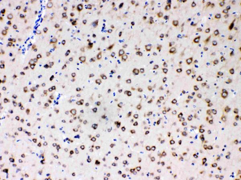 MPS1/RPS27 Rabbit Polyclonal Antibody