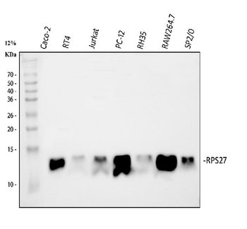 MPS1/RPS27 Rabbit Polyclonal Antibody