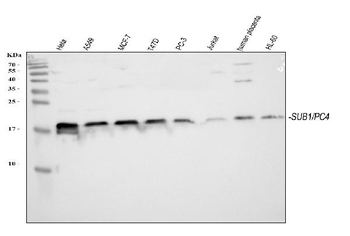 PC4/SUB1 Rabbit Polyclonal Antibody