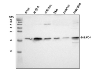 PC4/SUB1 Rabbit Polyclonal Antibody