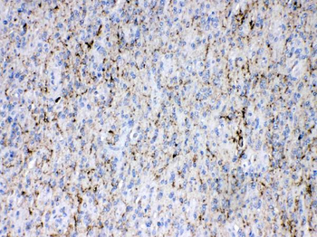 Synapsin I/SYN1 Rabbit Polyclonal Antibody