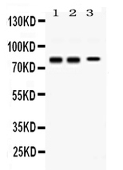 Synapsin I/SYN1 Rabbit Polyclonal Antibody