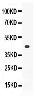 Thrombopoietin/THPO Rabbit Polyclonal Antibody
