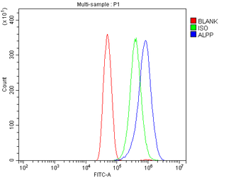 Placental alkaline phosphatase (PLAP)/ALPP Antibody