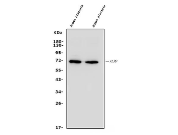 Placental alkaline phosphatase (PLAP)/ALPP Antibody