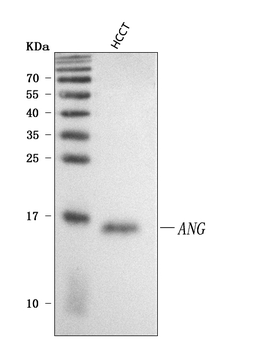 Angiogenin/ANG Rabbit Polyclonal Antibody