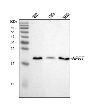 APRT Rabbit Polyclonal Antibody