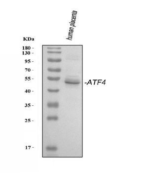 ATF4 Rabbit Polyclonal Antibody