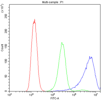 Calpastatin/CAST Rabbit Polyclonal Antibody