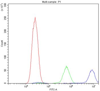 Calpastatin/CAST Rabbit Polyclonal Antibody