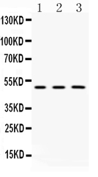 CNPase Rabbit Polyclonal Antibody