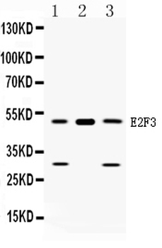 E2F3 Rabbit Polyclonal Antibody