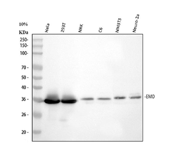 Emerin/EMD Rabbit Polyclonal Antibody
