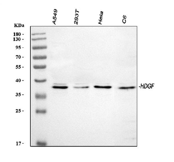 HDGF Rabbit Polyclonal Antibody