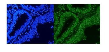 HnRNP A1/HNRNPA1 Antibody