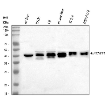 HnRNP F/HNRNPF Rabbit Polyclonal Antibody
