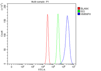 HnRNP H/HNRNPH1 Antibody