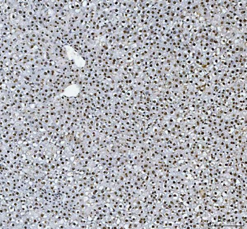 HnRNP L/HNRNPL Antibody