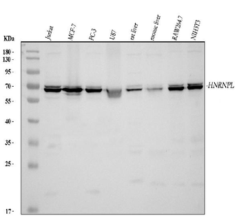 HnRNP L/HNRNPL Antibody