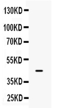 Interferon regulatory factor 9/IRF9 Rabbit Polyclonal Antibody