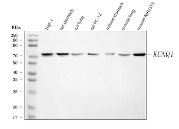 KCNQ1 Antibody