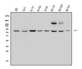Methylmalonyl Coenzyme A mutase Rabbit Polyclonal Antibody