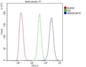 NEDD8 Rabbit Polyclonal Antibody