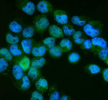 NEDD8 Rabbit Polyclonal Antibody