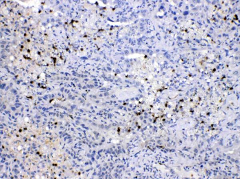 NEDD8 Rabbit Polyclonal Antibody