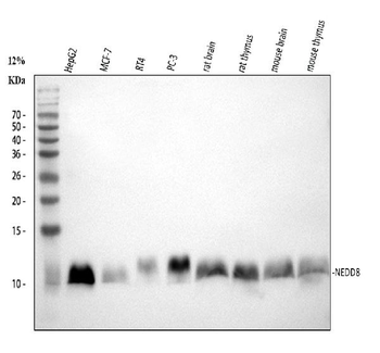NEDD8 Rabbit Polyclonal Antibody