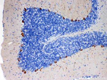 EBP1/PA2G4 Rabbit Polyclonal Antibody