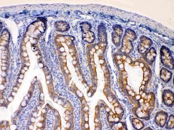 EBP1/PA2G4 Rabbit Polyclonal Antibody