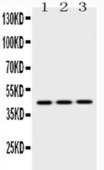 EBP1/PA2G4 Rabbit Polyclonal Antibody