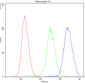 Nucleoside phosphorylase/PNP Antibody