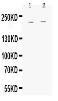 MRP1/ABCC1 Rabbit Polyclonal Antibody