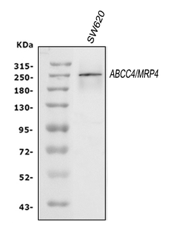MRP4/ABCC4 Rabbit Polyclonal Antibody