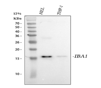 Iba1/AIF1 Rabbit Polyclonal Antibody