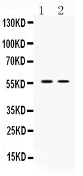 ANGPTL2 Antibody