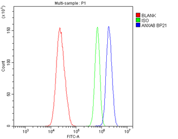 Annexin VIII/ANXA8 Rabbit Polyclonal Antibody