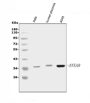 Annexin VIII/ANXA8 Rabbit Polyclonal Antibody
