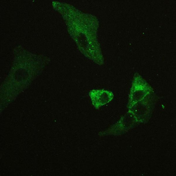 CD147/Emmprin/BSG Antibody