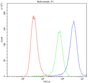 Nicotinic Acetylcholine Receptor alpha 5/CHRNA5 Rabbit Polyclonal Antibody
