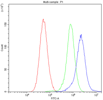 Nicotinic Acetylcholine Receptor alpha 5/CHRNA5 Rabbit Polyclonal Antibody