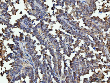 GAPDH Rabbit Polyclonal Antibody