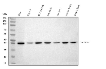 GAPDH Rabbit Polyclonal Antibody