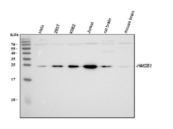 HMGB1 Antibody