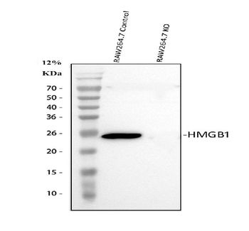 HMGB1 Antibody