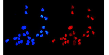HMGB1 Antibody