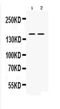 nNOS/NOS1 Rabbit Polyclonal Antibody