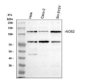 iNOS/NOS2 Rabbit Polyclonal Antibody